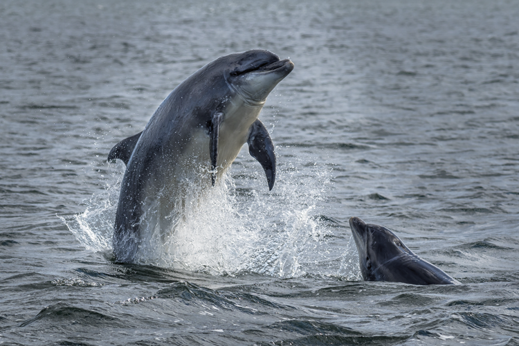 dolphin emerging from sea