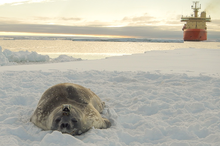 Seal on ice with boat in distance