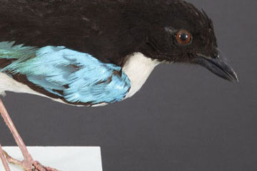 Bell Pettigrew Museum bird