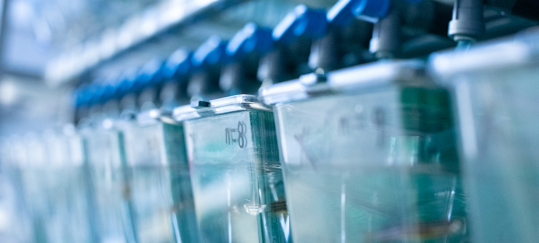 A rack of zebrafish tanks