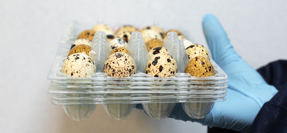Hand holding quail eggs in a box