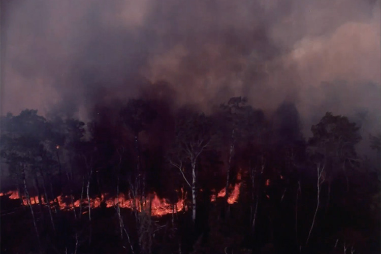 A still film image showing a burning forest