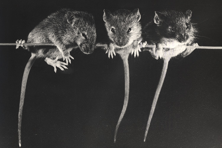 Medical Anthropology Special Issue on Disease Reservoirs