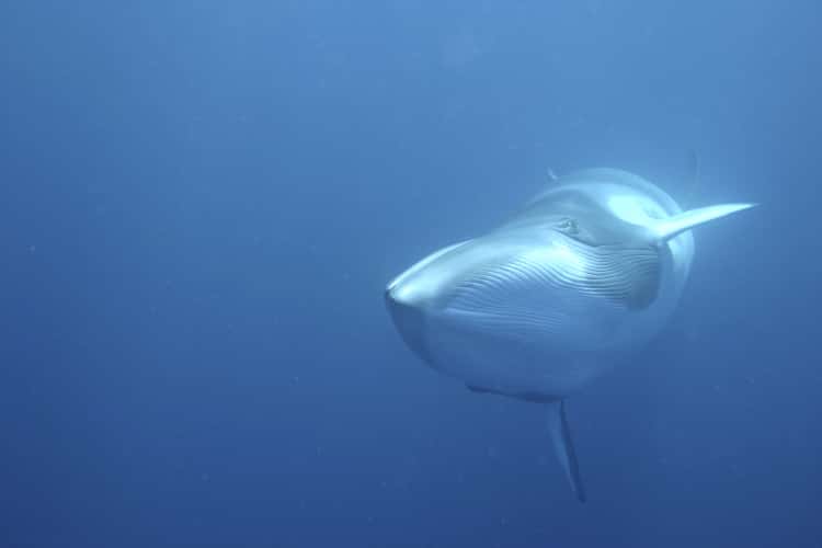 Blue whale in the ocean