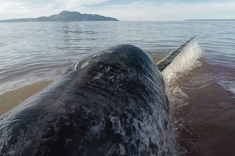 The back of a narwhal at the surface of the ocean