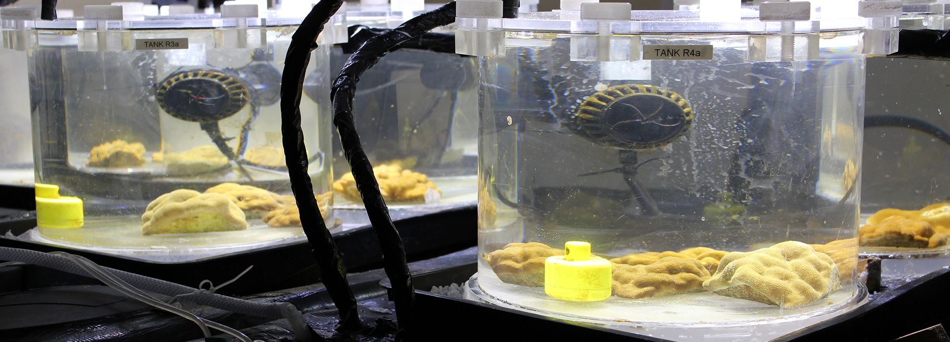 tanks with growing coral