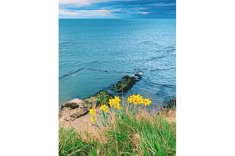 daffodils against a background of sea and sky. by Mara Brockwell