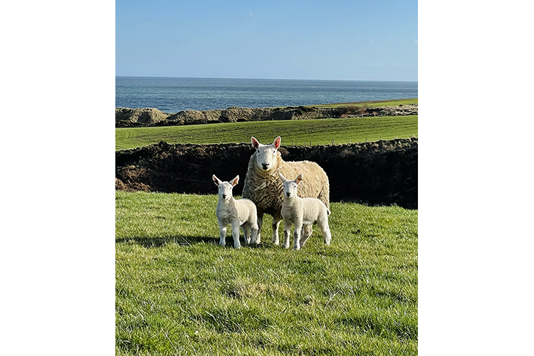 a sheep and two lambs with the sea in the background. by Christina Polson