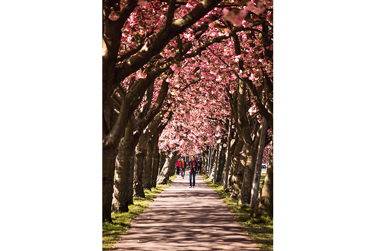 a path with trees in blossom and people approaching from the distance. by Annie Pritchett-Brown