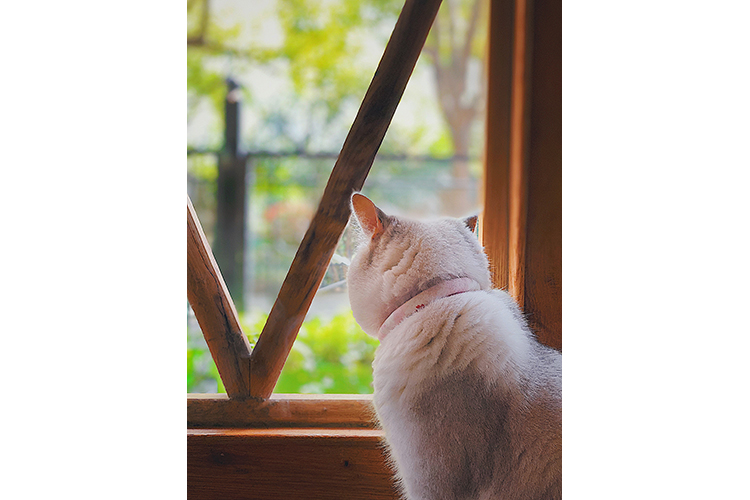 white cat looking out a window with a wooden frame at a blurred view of fresh Spring colours. by Agnes (Weichen) Gao