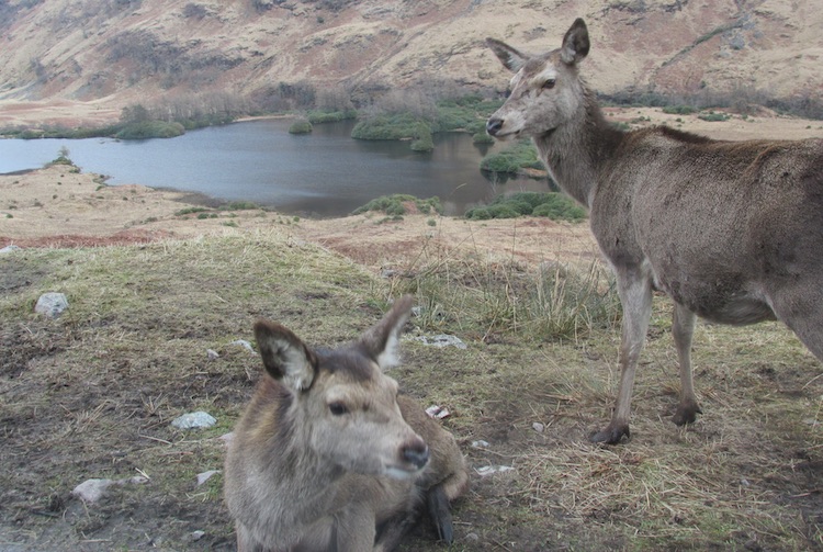 two deer without antlers in Glen Etive