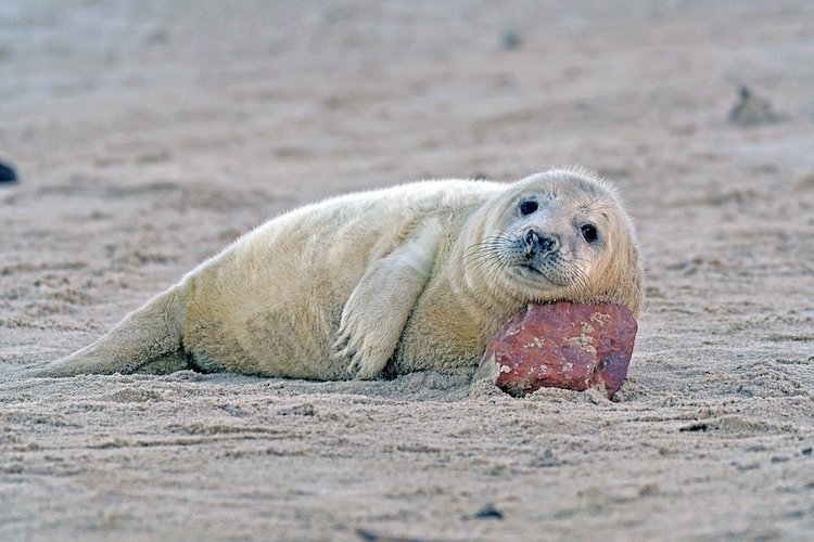 Grey seal on beach resting head on stone