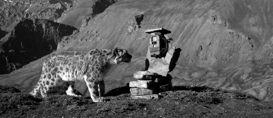 Snow leopard and camera trap