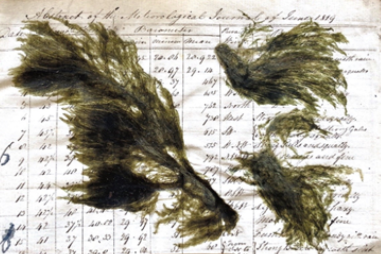 Byre World - The Holobiont Herbarium, 29 January 2025