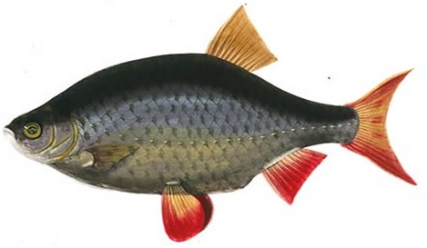 Illustration by Sarah Bowdich Lee from her rare Fresh Water Fishes of Great Britain, 1828-1838