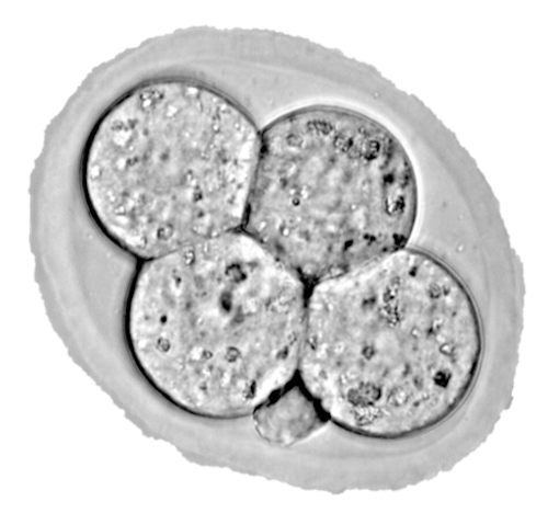 3D hologram research could lead to improved IVF success