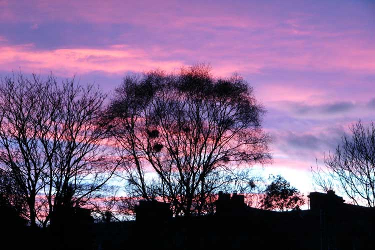 Tree silhouette against a sunset.