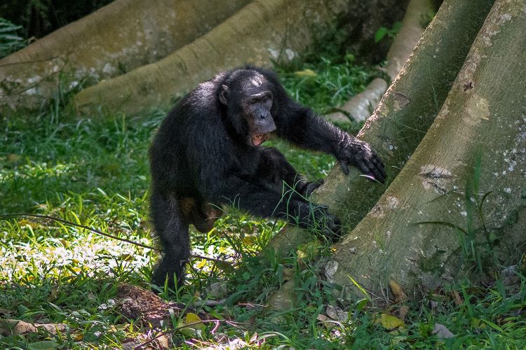 Chimpanzee hitting tree root with hands
