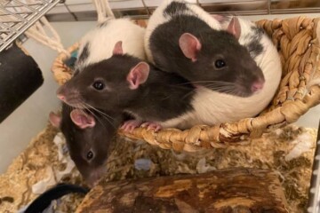 Study reveals brain’s built-in distance tracker