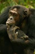Chimpanzee chin on hands