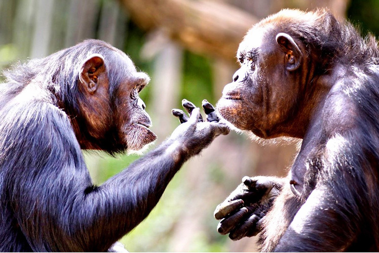 Younger chimpanzee touching chin of older chimpanzee
