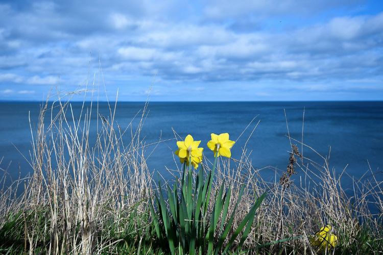 Two yellow daffodils overlooking the sea