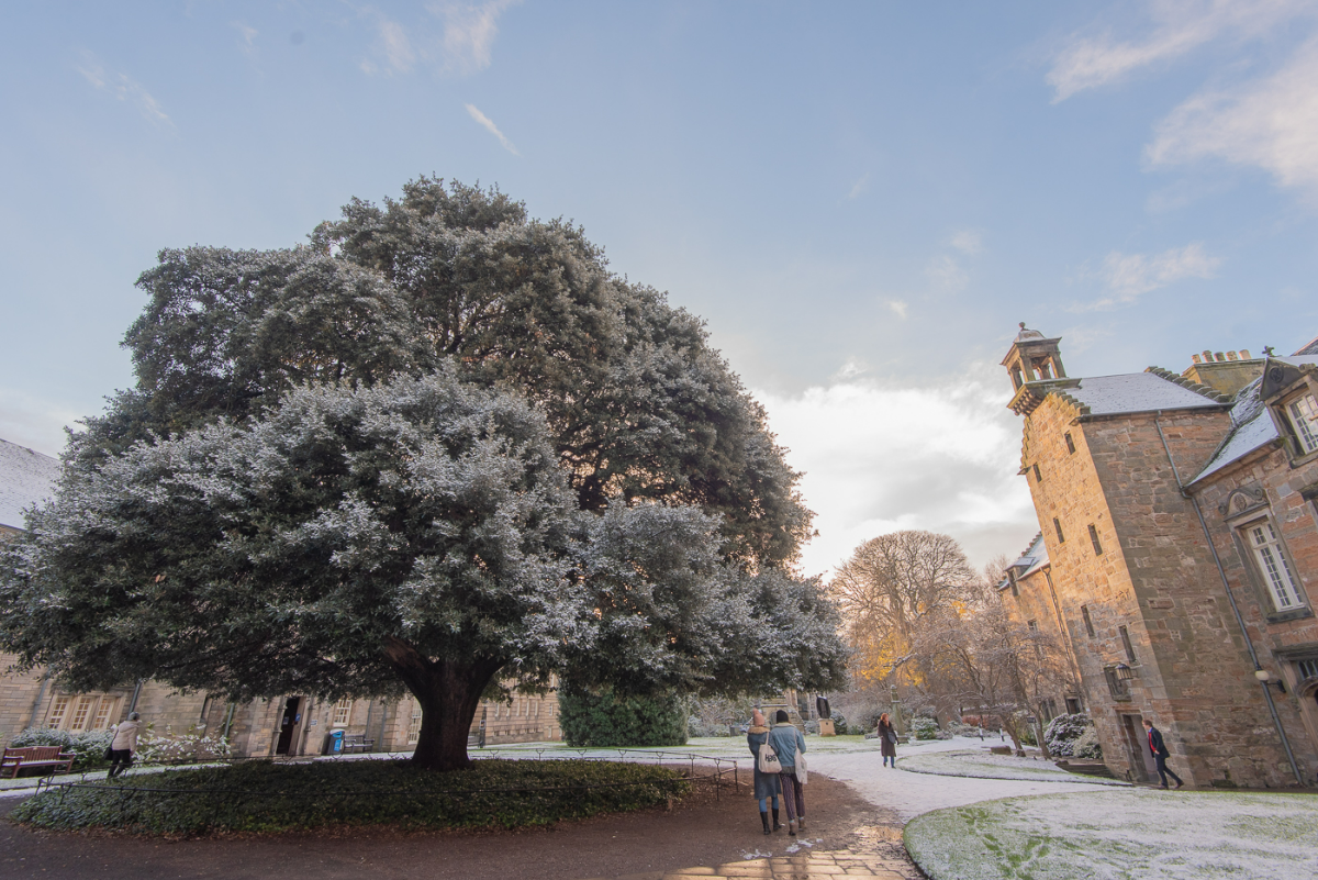 Students can be seen walking through St Mary's Quad, which is lightly dusted in snow. The main focus of the image is the historic holm oak tree.