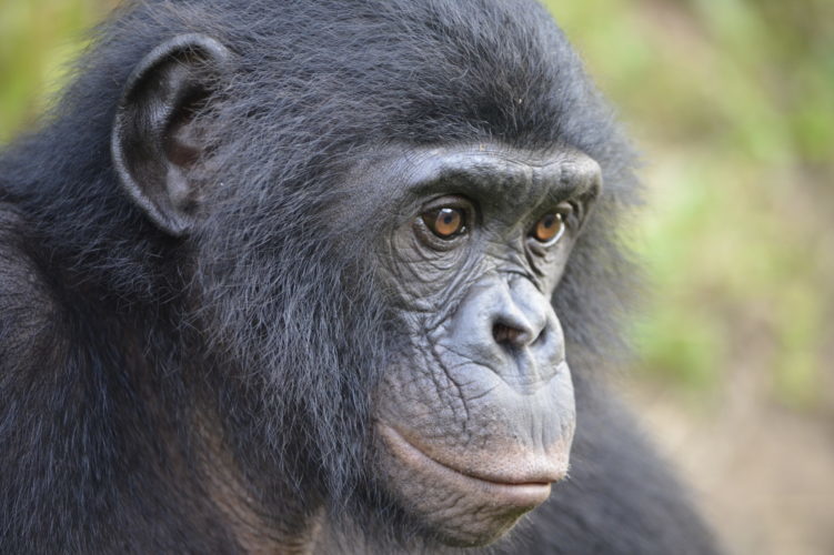 Apes possess human-like “theory of mind”