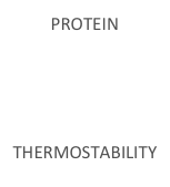 PROTEIN  




THERMOSTABILITY