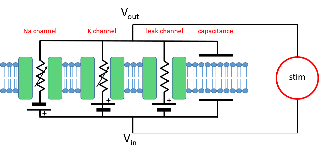 Patch of membrane