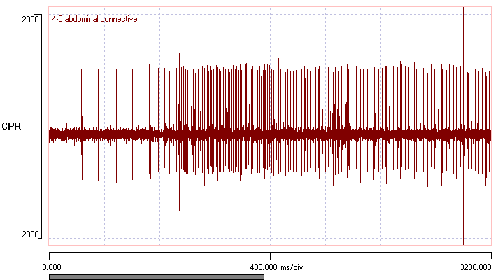 crayfish ventral nerve cord with caudal photoreceptor activity
