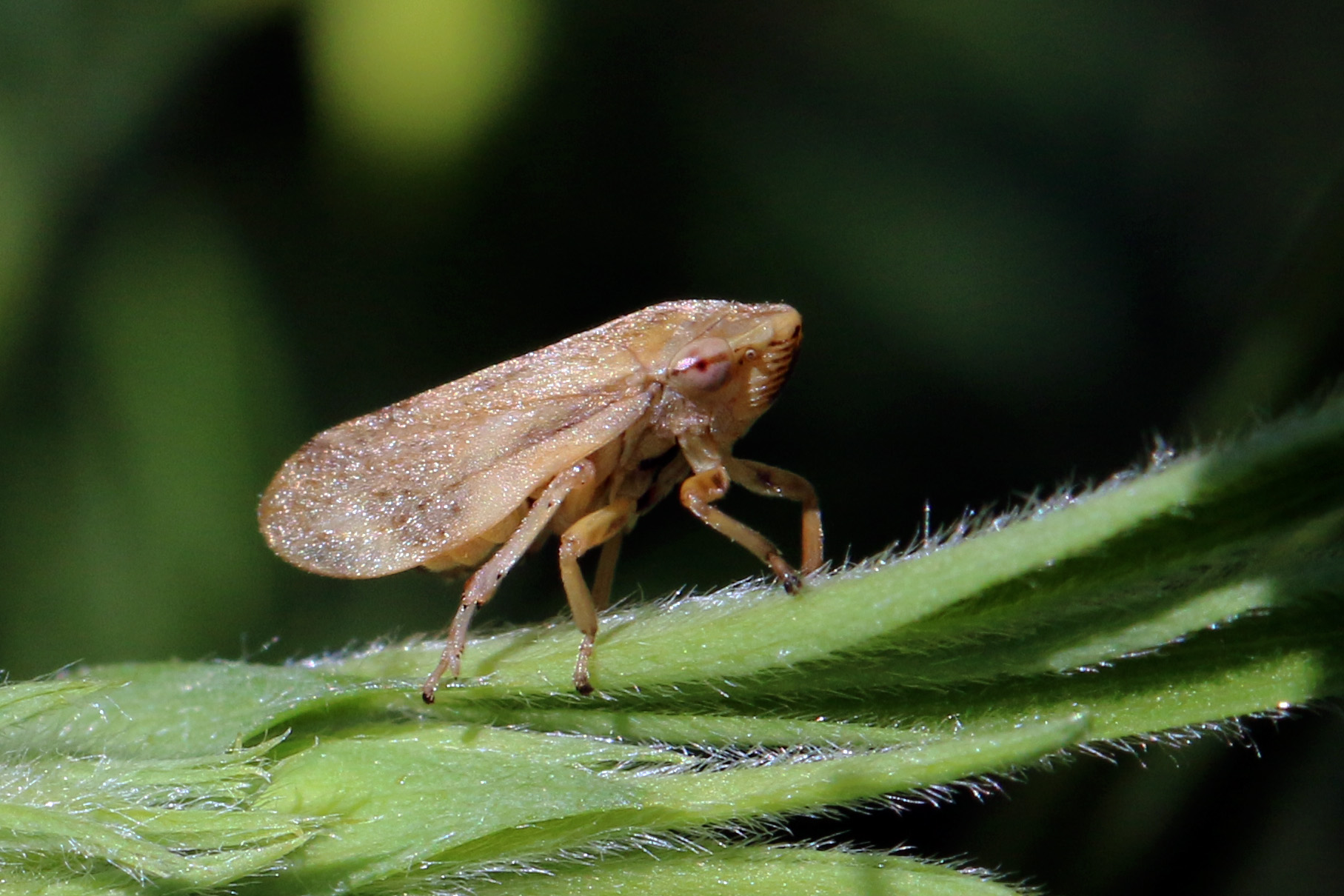 Froghopper