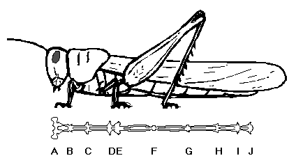 grasshopper nervous system