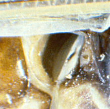 locust ear close-up