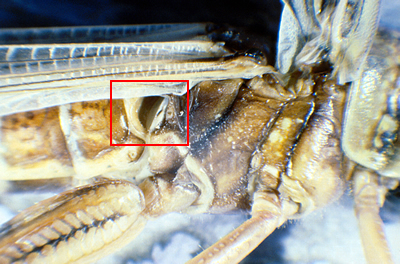 side of a locust showing ear