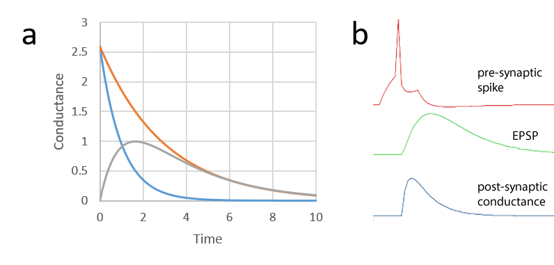 EPSP dual exponential