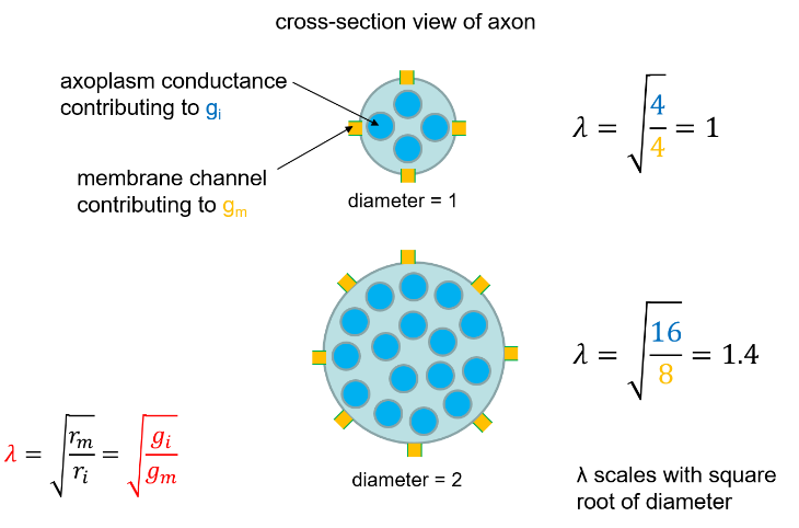 Effect of diameter on space constant