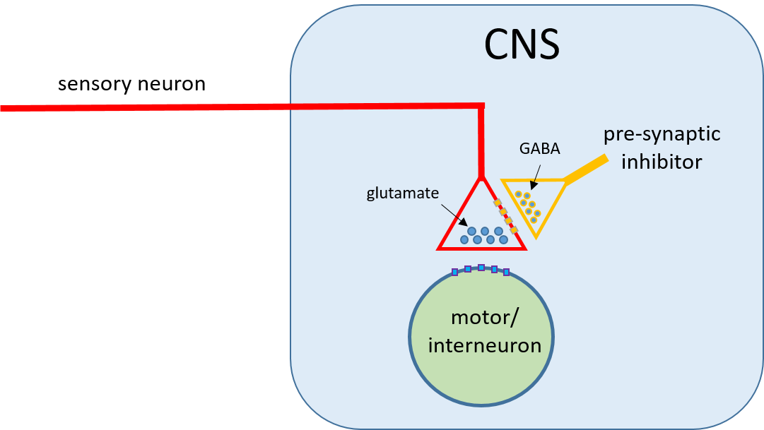 pre-synaptic inhibition