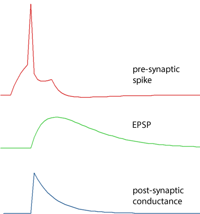 EPSP single exponential